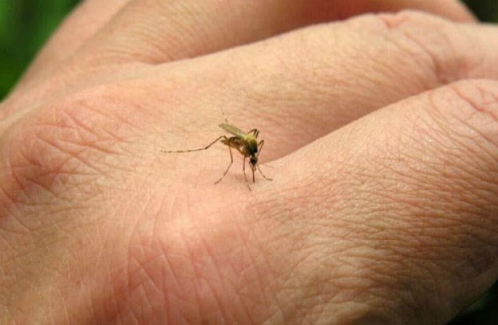 Disminuye incidencia en contagios de dengue en SLP