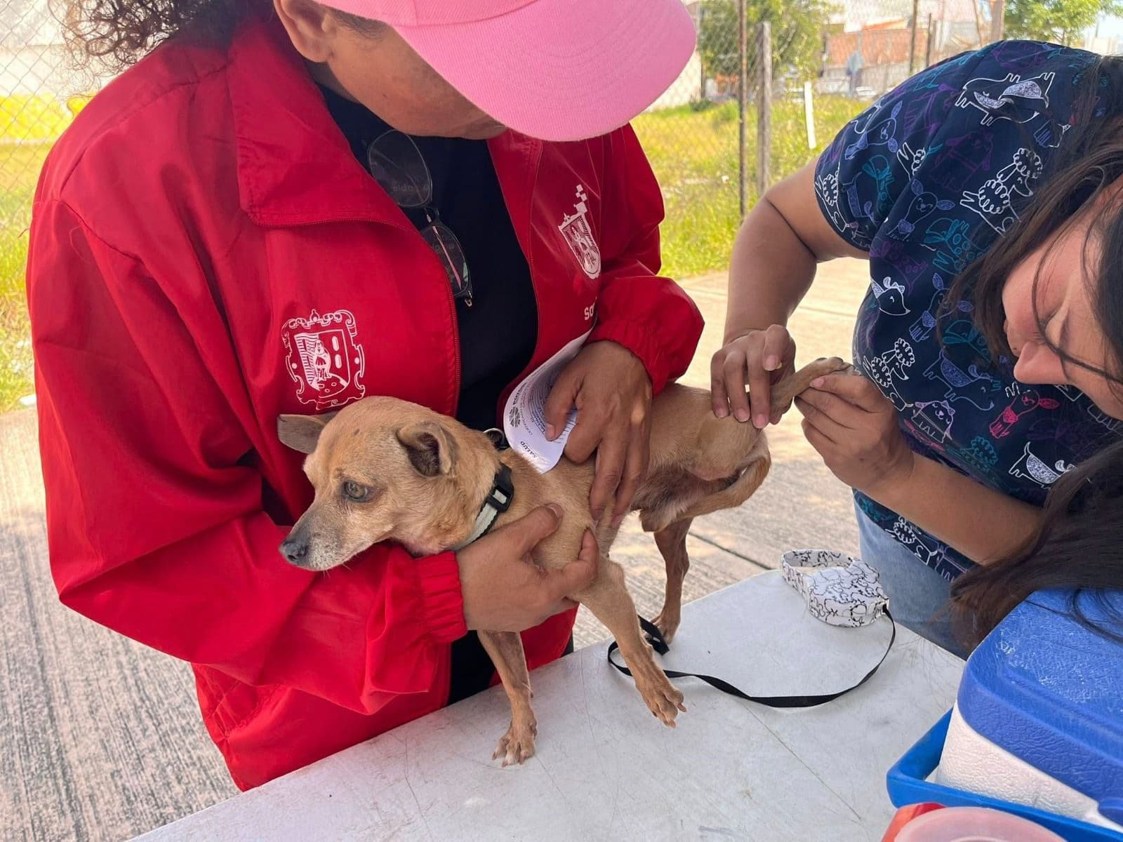 Avanza programa de esterilización y vacunación gratuita para mascotas en SLP