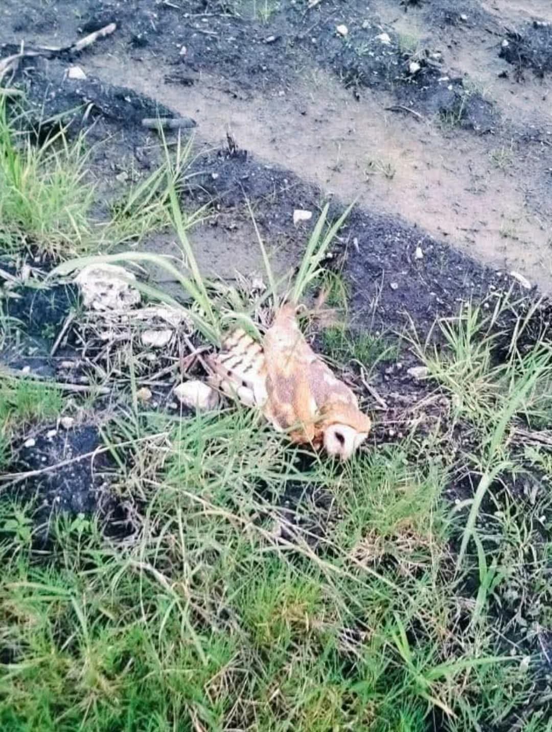 Envenenan fauna en la Huasteca