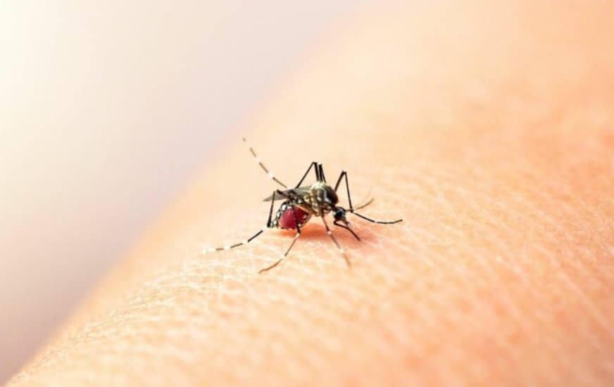 Decrece casos de Dengue en SLP