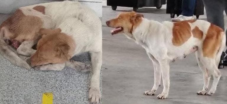 Denuncian desaparición de perrita comunitaria en la TTP