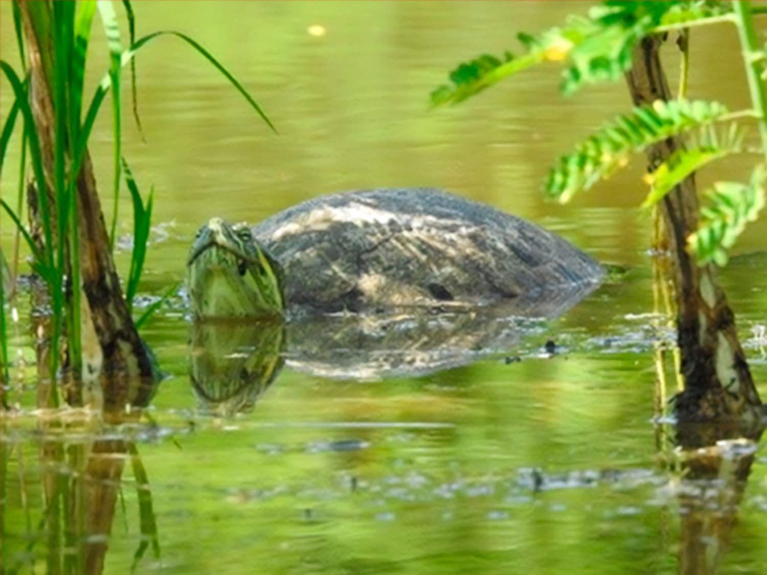 Reintegra PROFEPA y Ecohuellas 8 tortugas a su hábitat en Tamazunchale