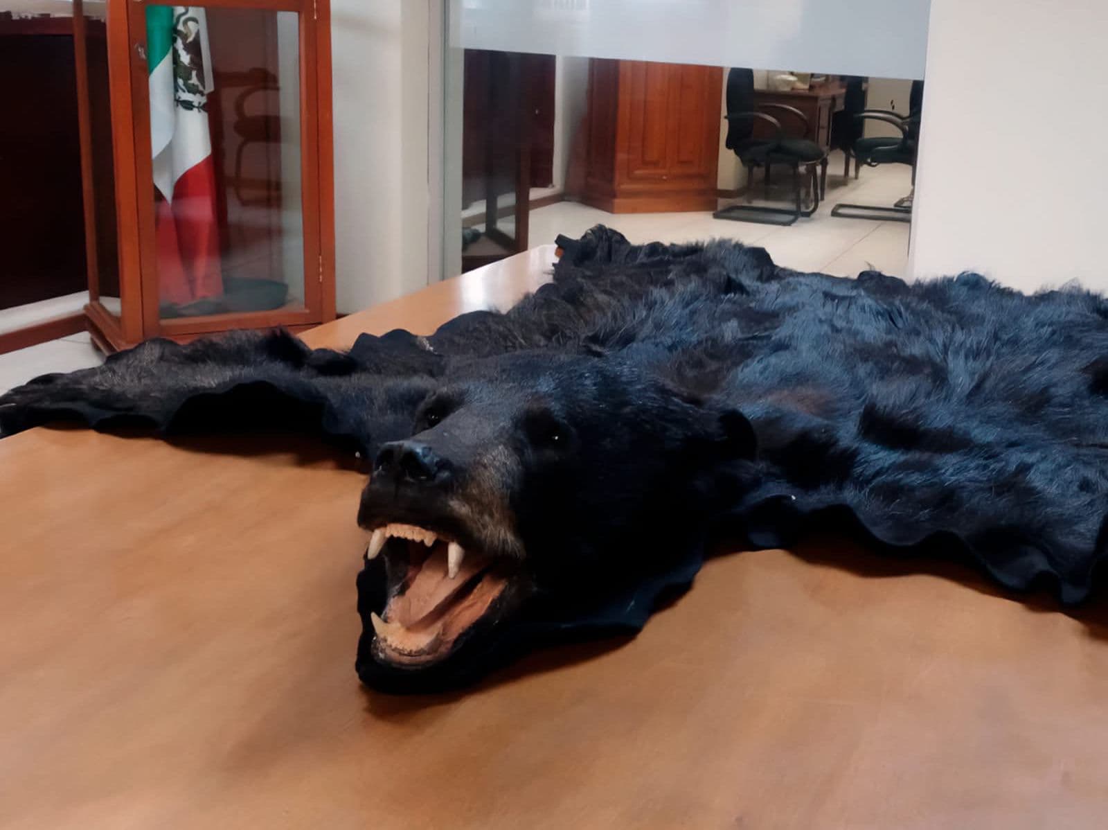 Interceptan piel de oso negro enviada por paquetería en SLP