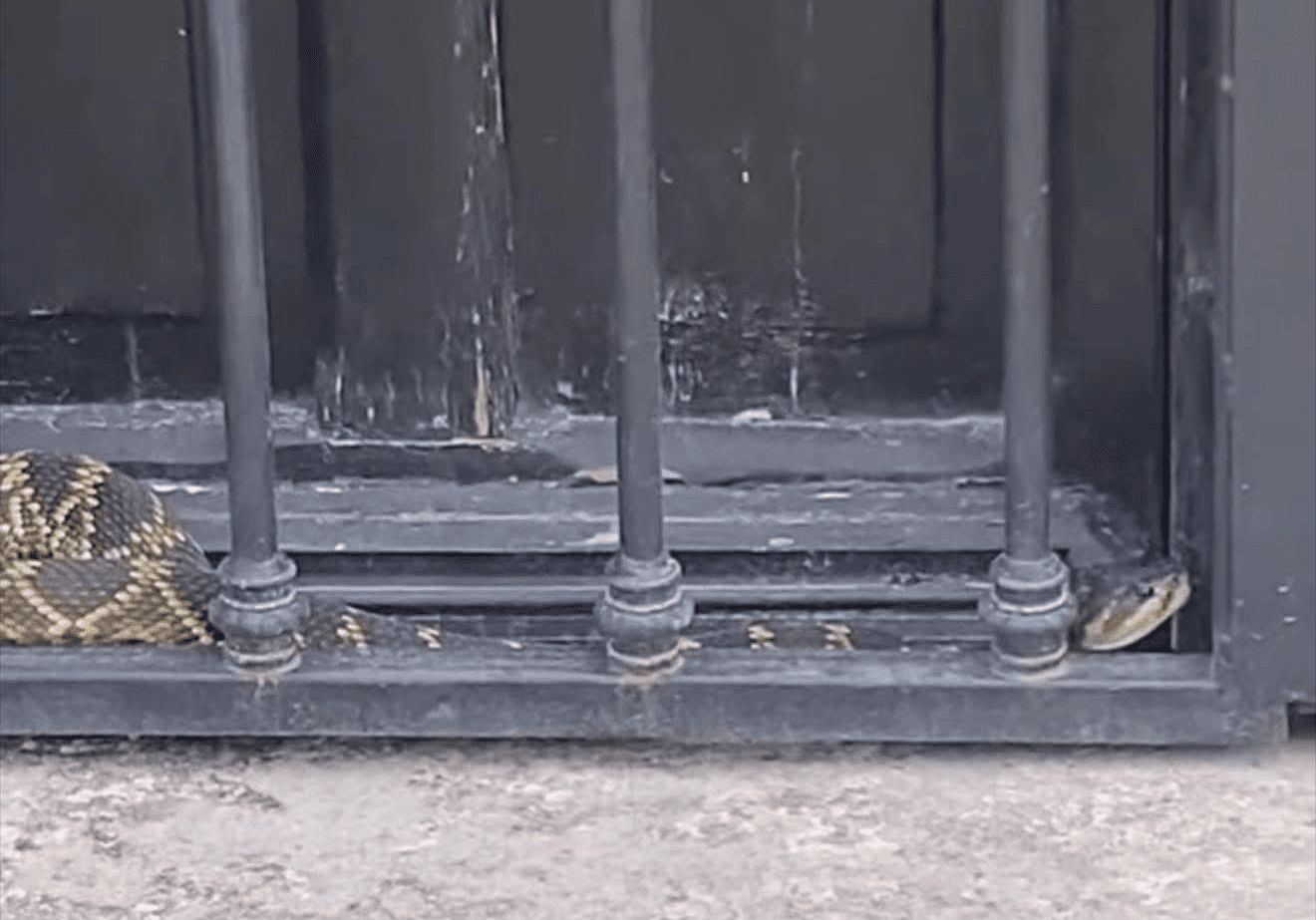 Aseguran víbora de cascabel en pleno centro de San Luis Potosí