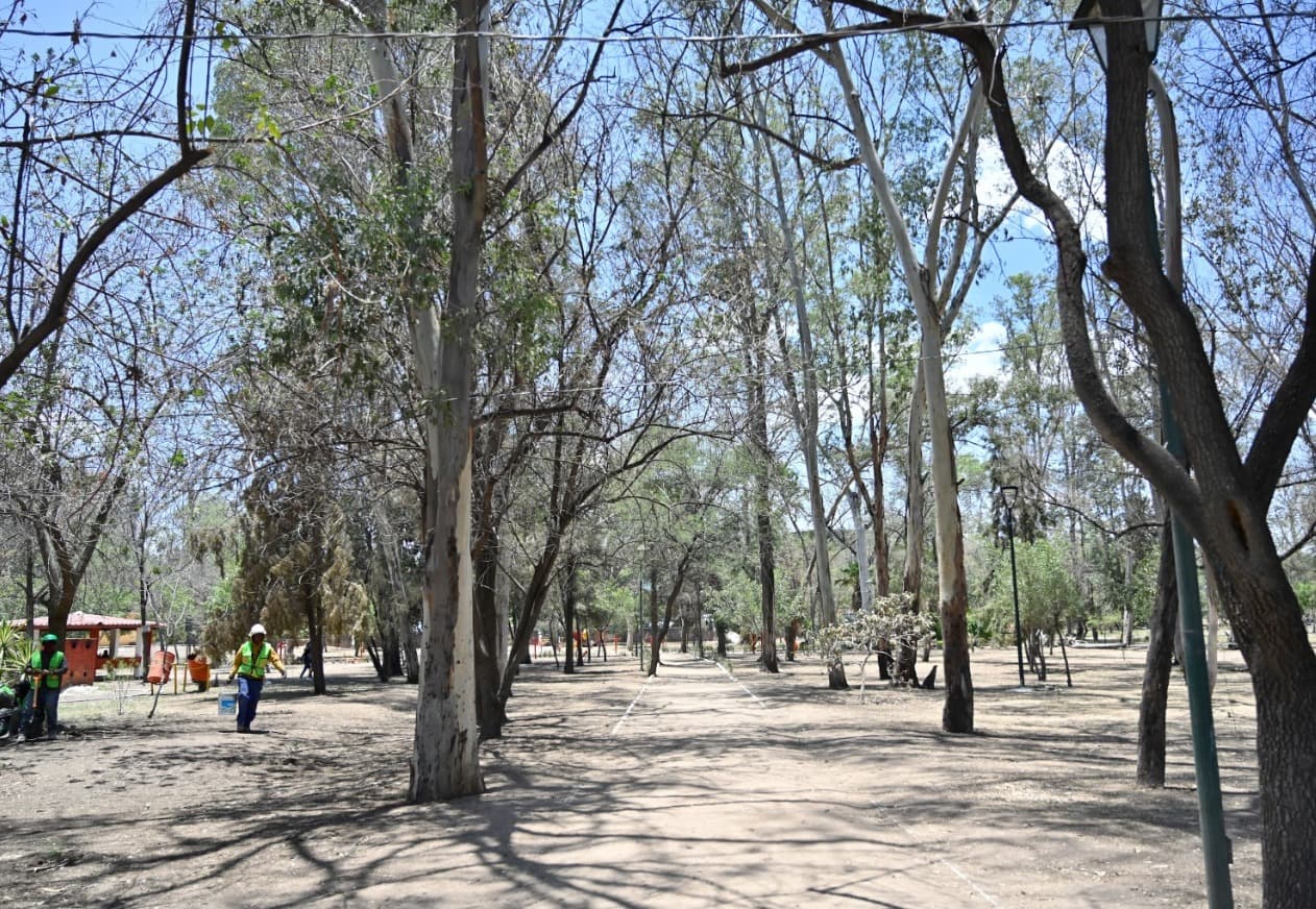 Investiga Ayuntamiento extraña sequía de árboles en la Capital
