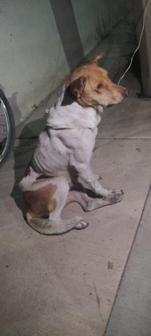 Rescatan con vida a "Cami", la perrita tirada a la basura