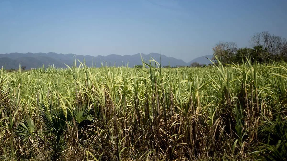 Podrían enfrentar pérdidas millonarias cañicultores