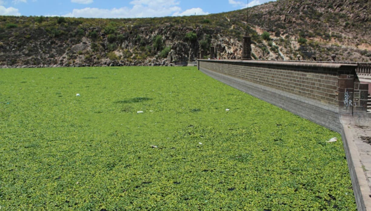 Ayudan lluvias a reducir lirio en Presa de San José