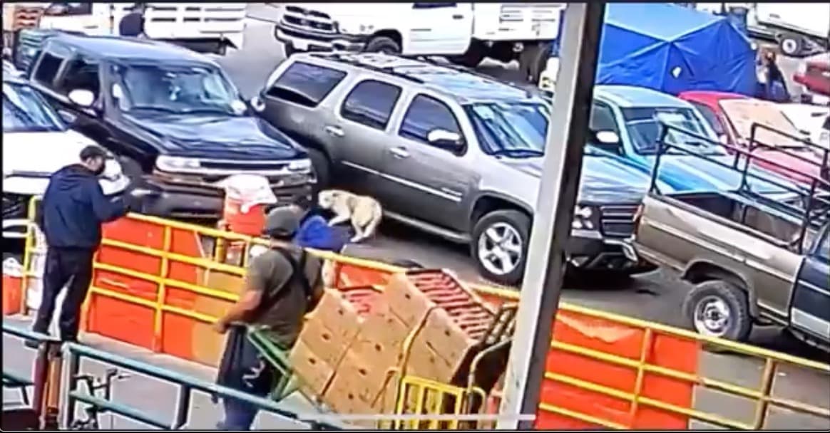 Lanza mujer agua hirviendo a lomito