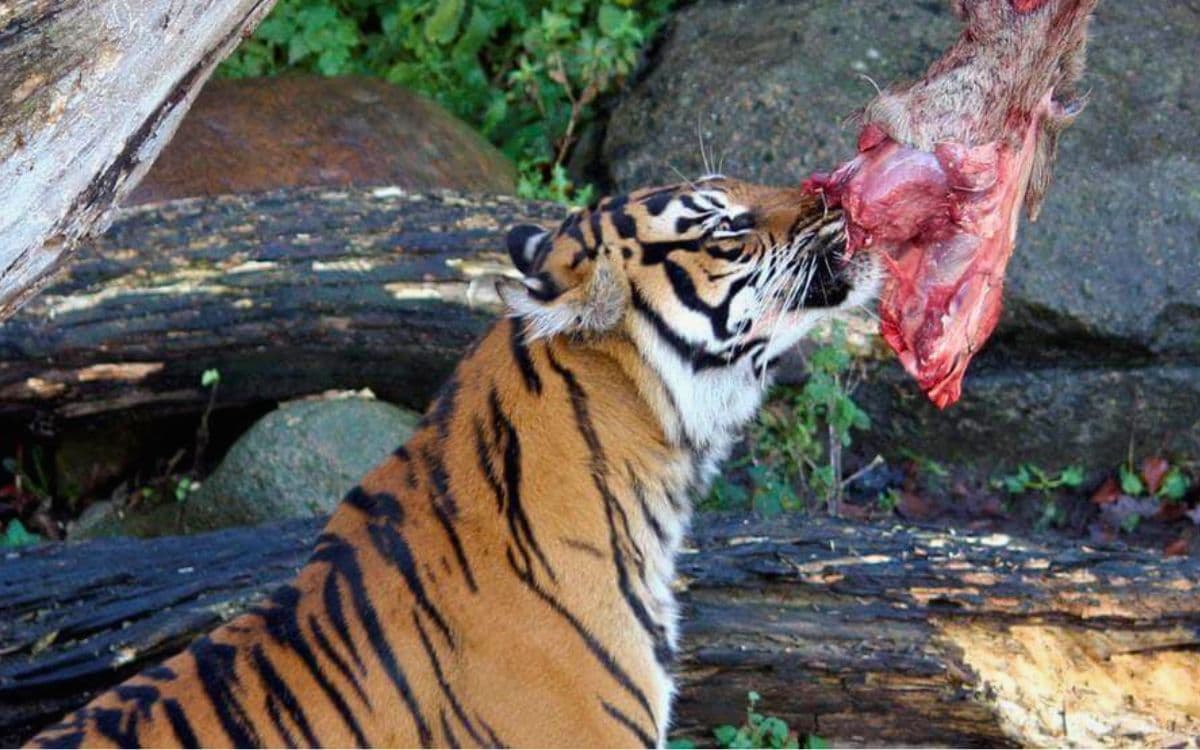 Genera polémica zoológico por pedir mascotas para tigres y leones