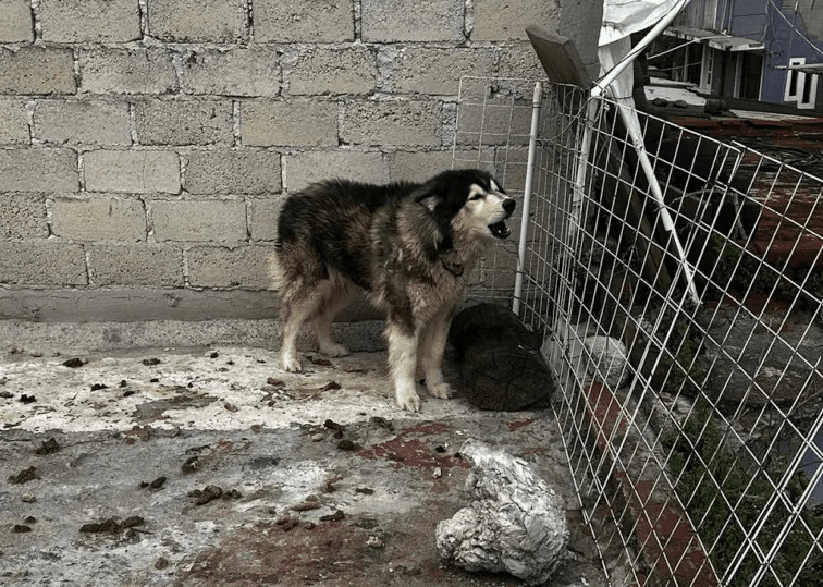 Denuncian por allanamiento a periodistas que rescataron a perrito abandonado