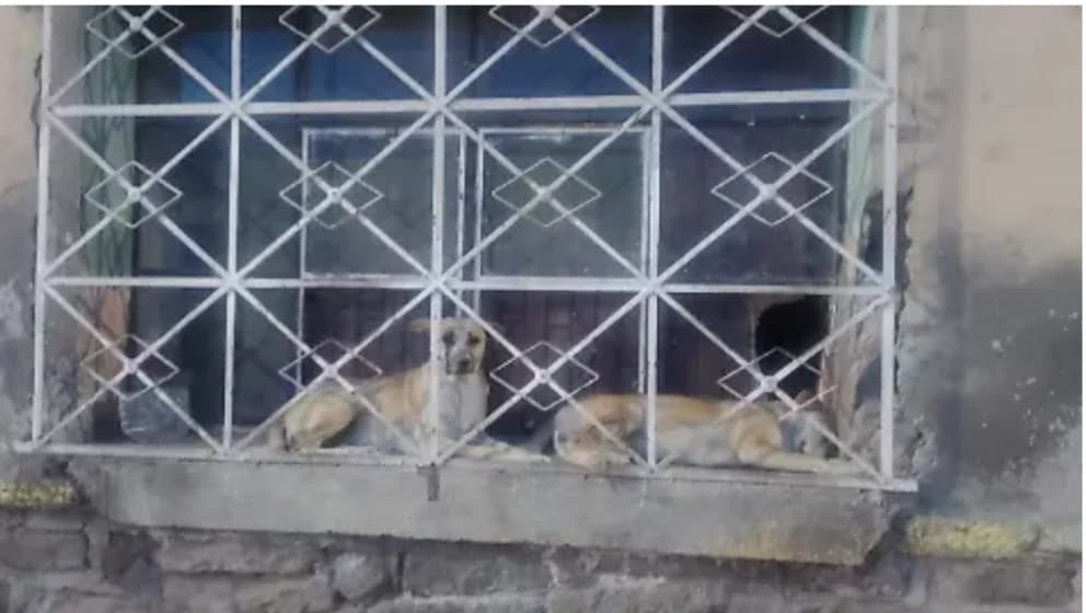 Piden auxilio para perritos abandonados en la colonia San Luis