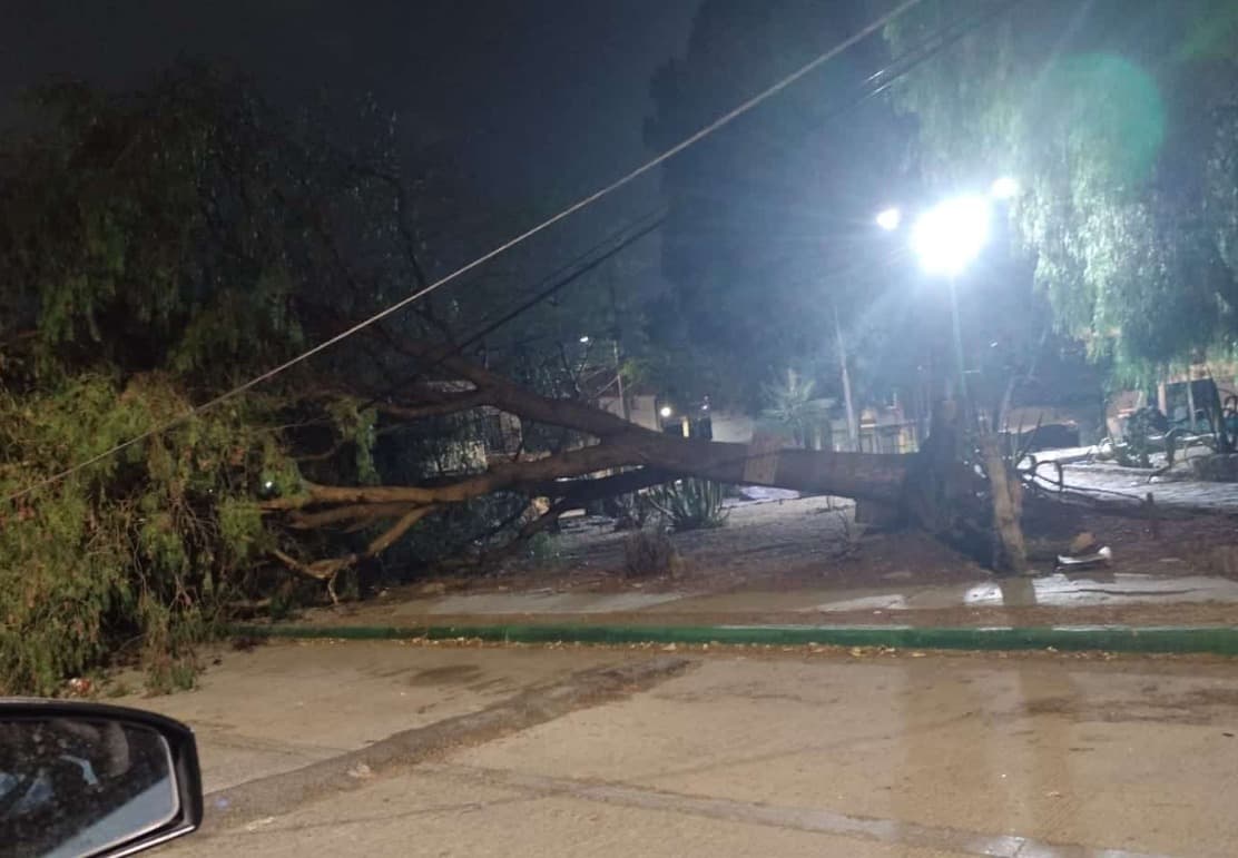 Atiende Ayuntamiento caída de árboles tras lluvias en la Capital