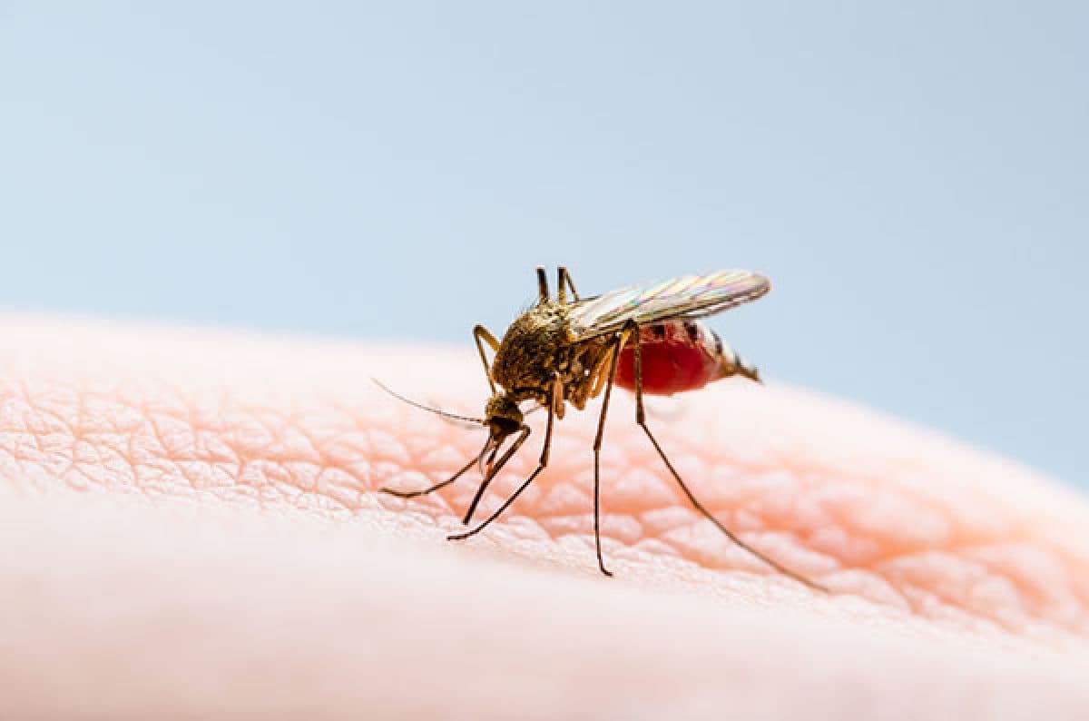 Suma el estado 375 casos confirmados de dengue en lo que va de 2025