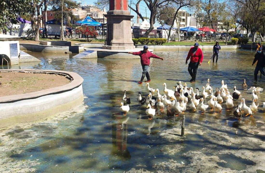 Trabaja Ayuntamiento en proyecto para animalitos del lago de la Alameda