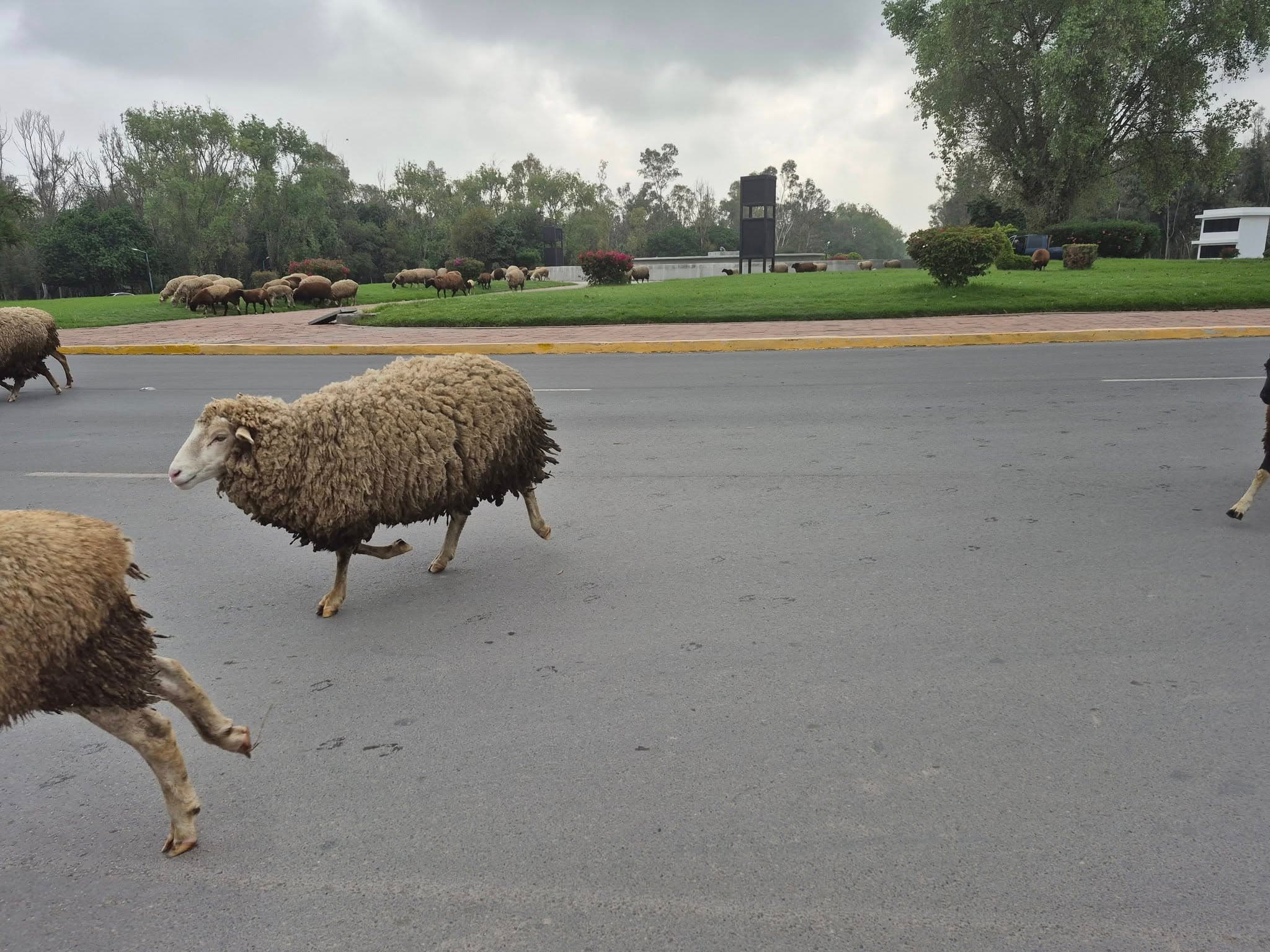 Mujer resulta lesionada tras ser embestida por borrego en el Parque Tangamanga