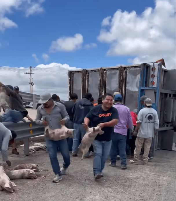 Rapiñan cerdos en la Matehuala