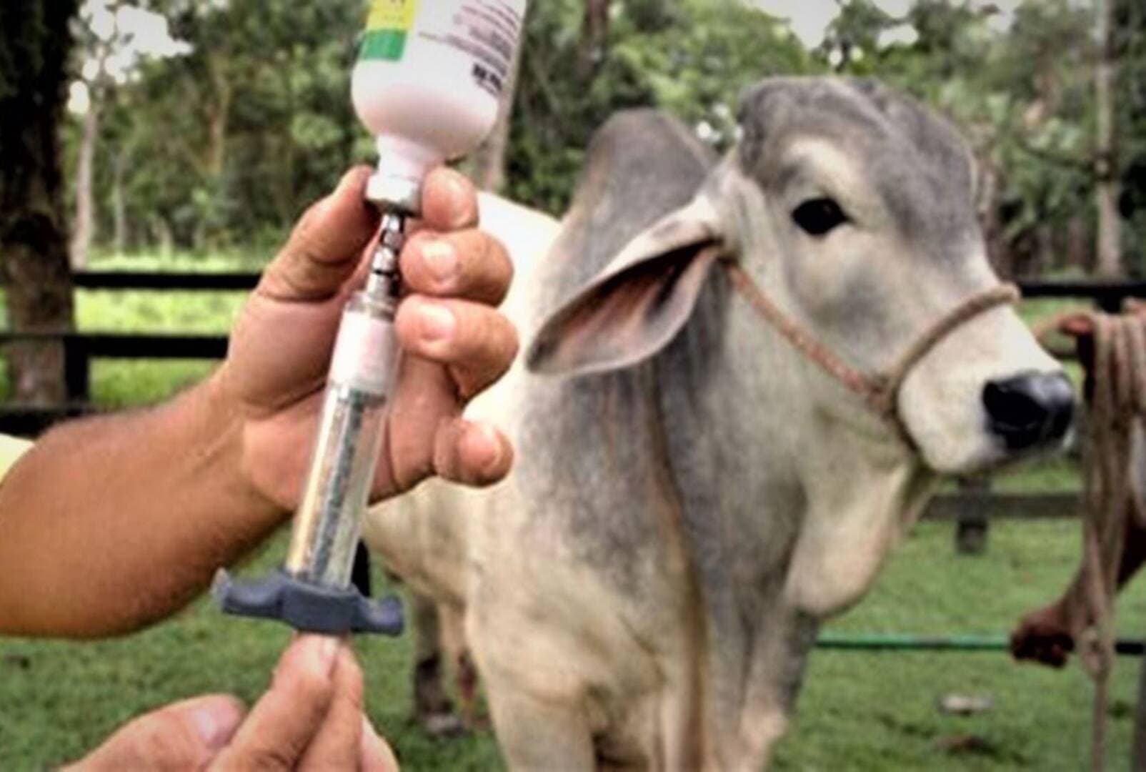 Muere hombre en Jalisco tras contacto con animal infectado de rabia