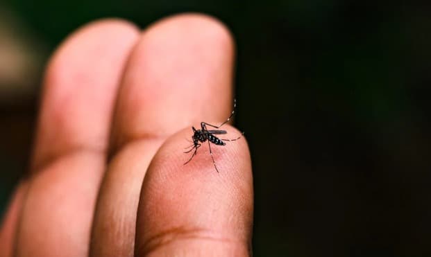 Suma SLP casi 500 casos de dengue