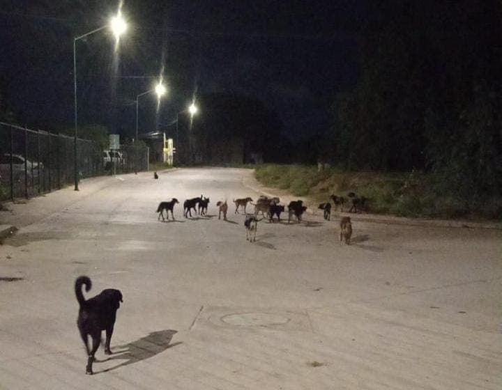 Alarma a vecinos de Las Flores creciente jauría de perros callejeros