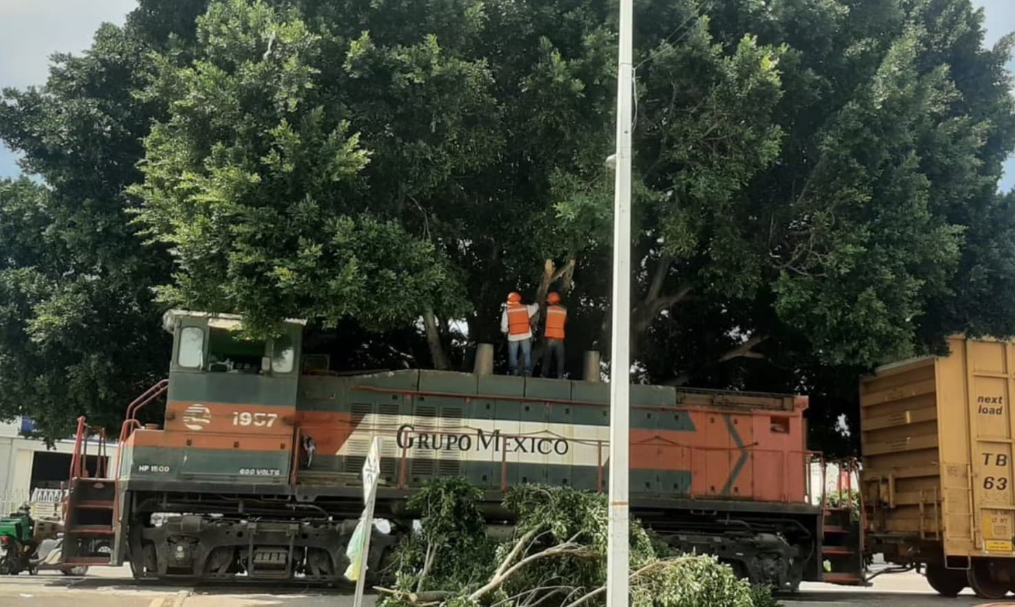 Cuenta Ecología cinco sanciones por talas ilegales en la Capital