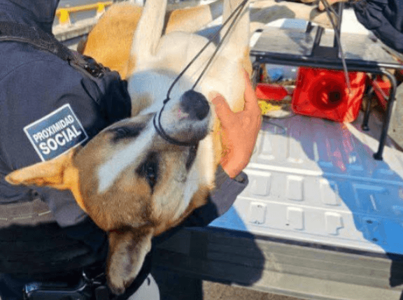 Rescate de un perrito paraliza puentes de Salvador Nava este domingo