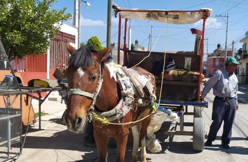 Ampliará Ayuntamiento programa de sustitución de animales recolectores por vehículos
