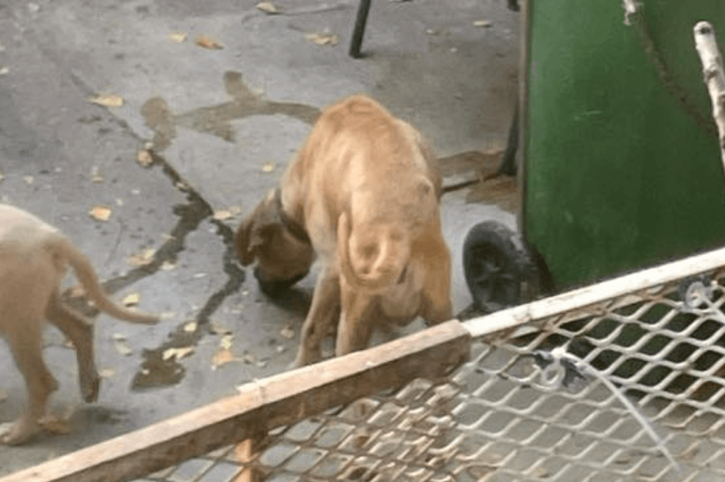 Indigna maltrato y abandono de dos perritos en Soledad