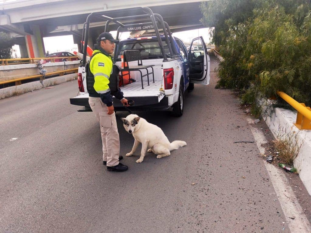 Captan cámaras de SSPC a perrito deambulando por el distribuidor Juárez
