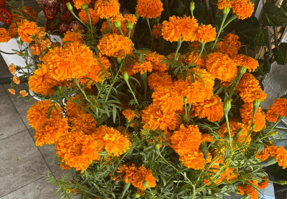 Amenaza flor china con desplazar al tradicional cempasúchil mexicano