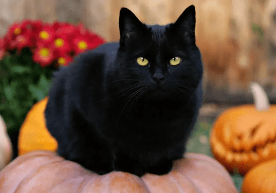 Exhortan autoridades a cuidar mascotas durante Halloween y Día de Muertos