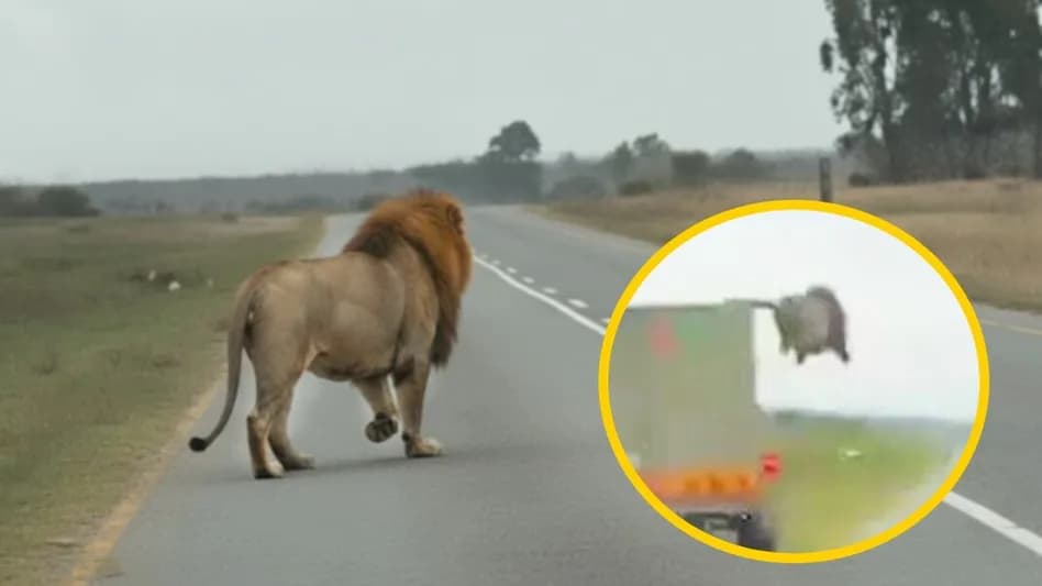 Escapa león de tráiler en movimiento en plena carretera