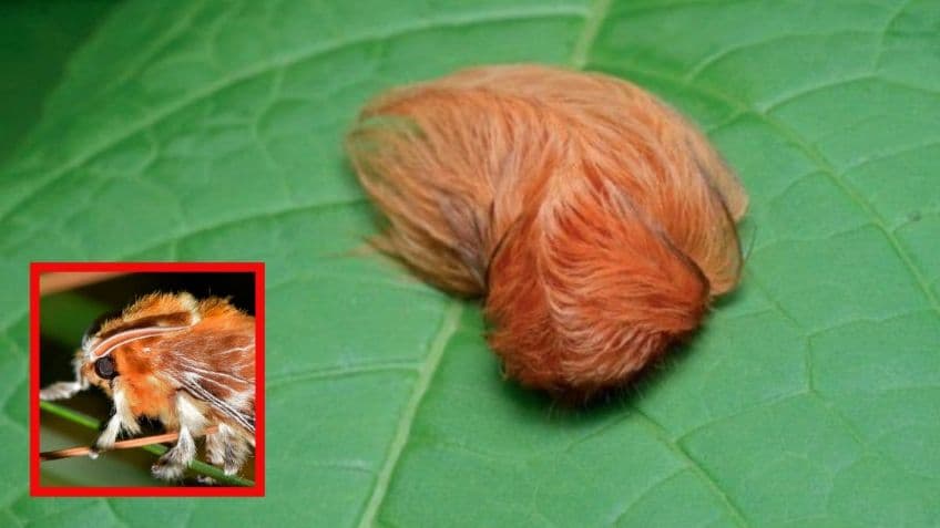 Alertan por aparición de oruga peluche en Jalisco