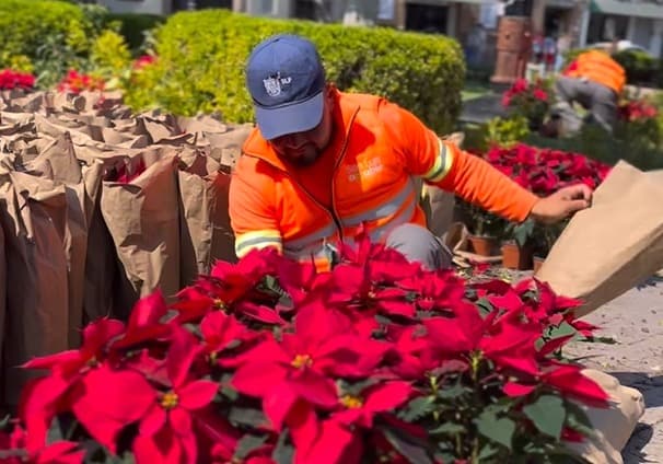 Llega la navidad al Centro Histórico con nochebuenas y decoraciones