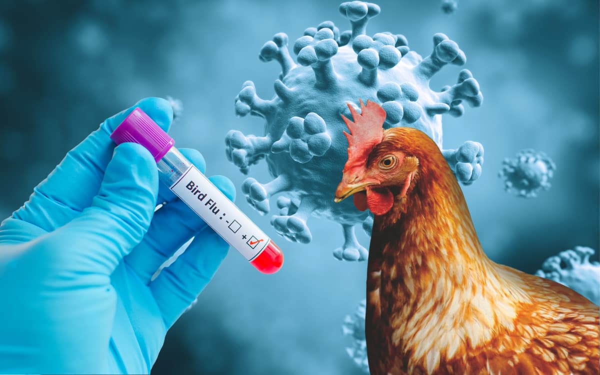 Expertos advierten sobre el riesgo pandémico de la gripe aviar