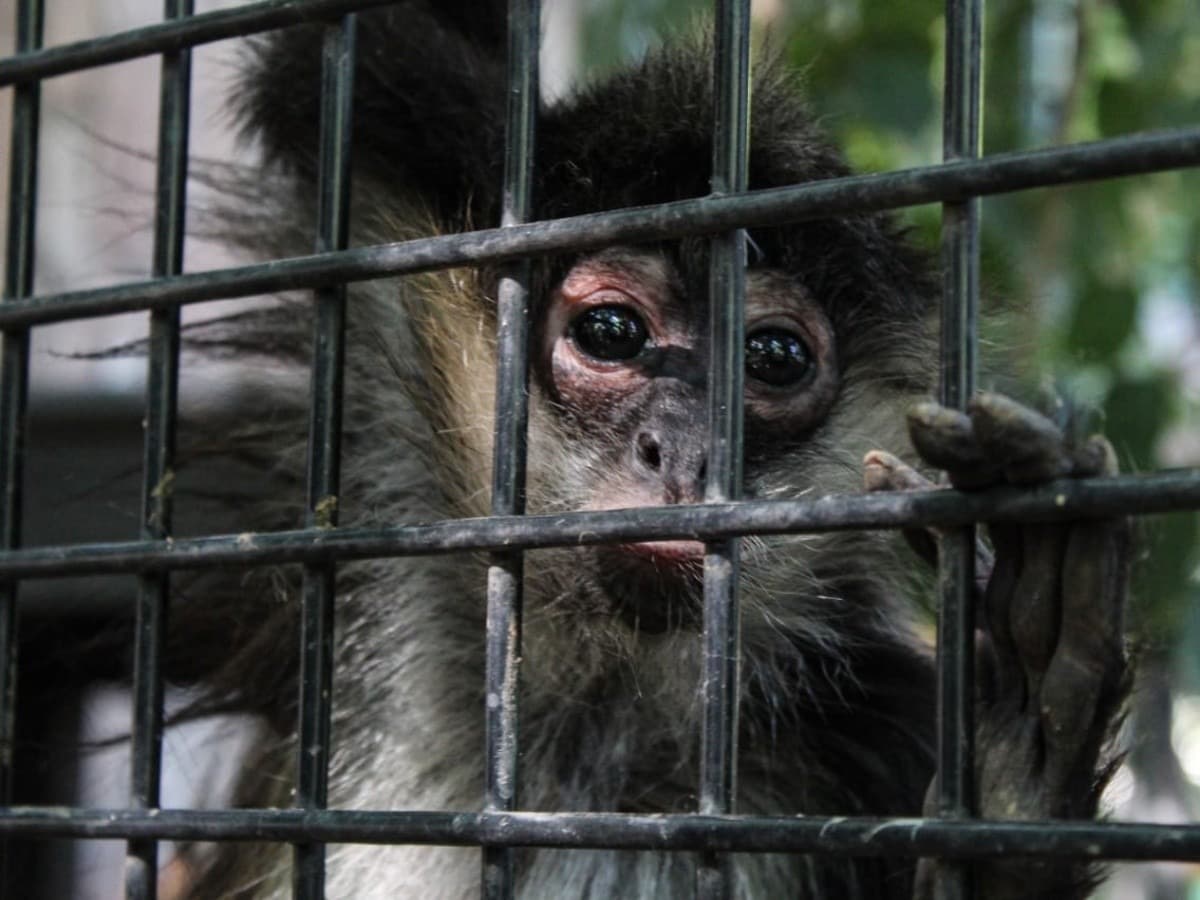 Amenaza tráfico internacional de fauna a ecosistemas de Chiapas