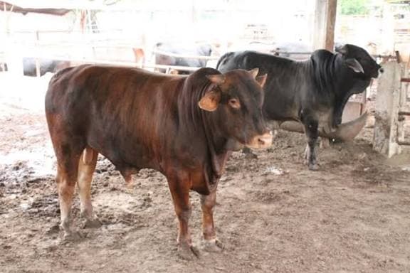 Roban 100 toros en Tepezalá; delincuentes huyen hacia Jalisco en tráiler