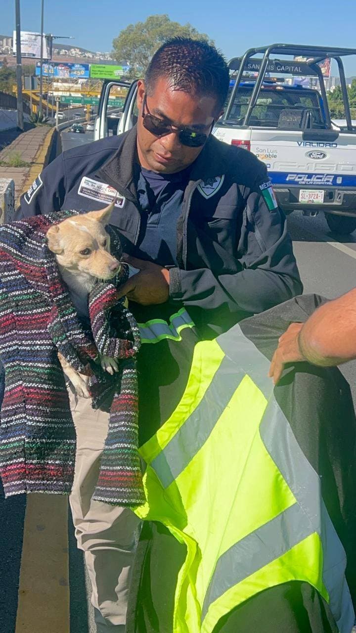 Rescata Policía Vial Capitalina a perrita en la Salvador Nava