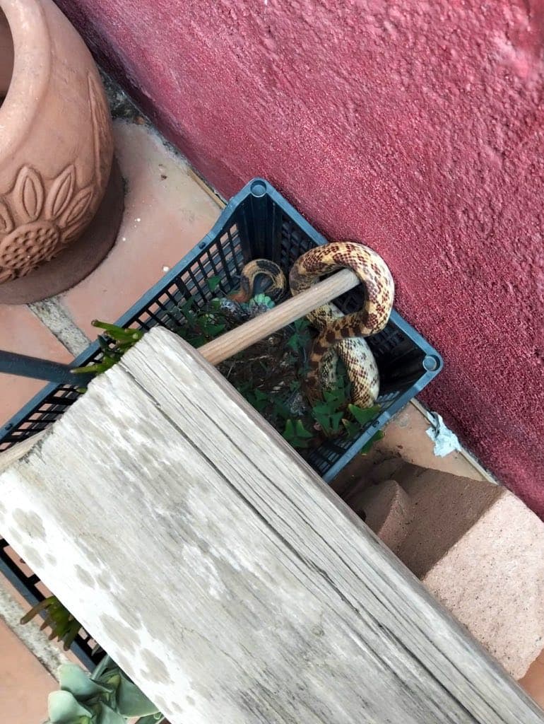 Resguardan víbora encontrada dentro de un domicilio en Lomas 3ª Sección