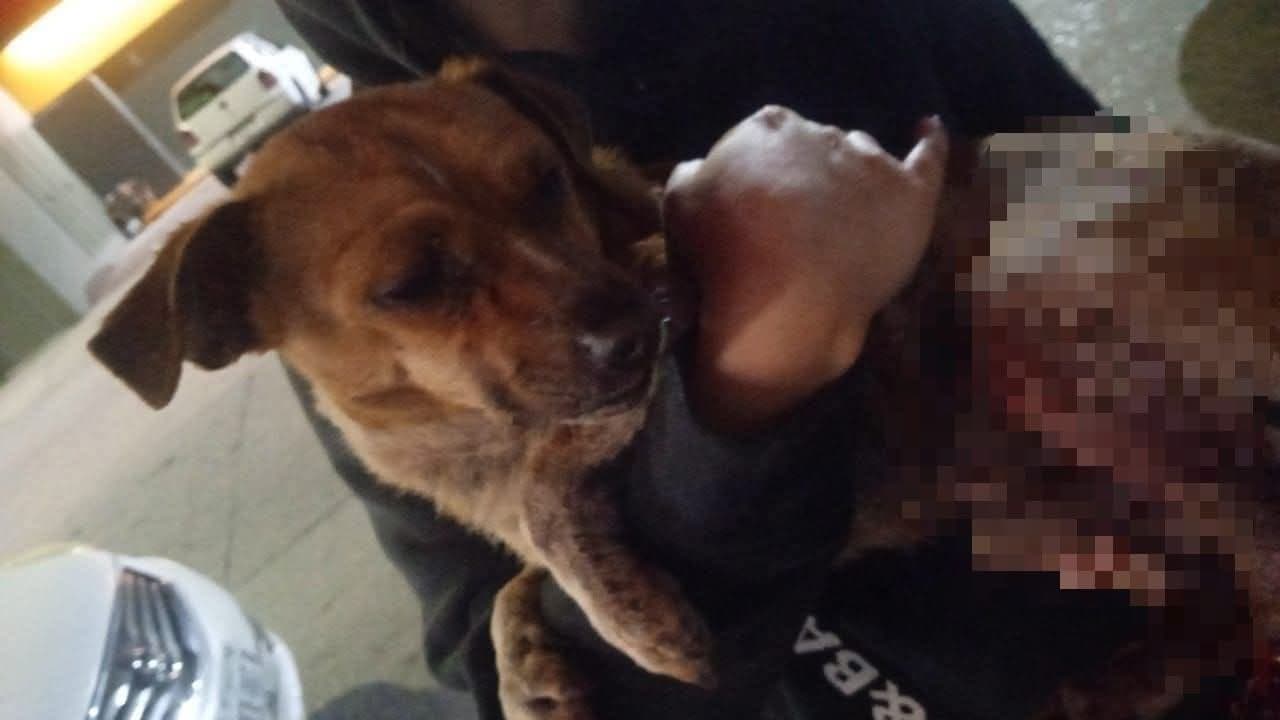 Pirotecnia deja a perrito gravemente herido en Dalias y Observatorio