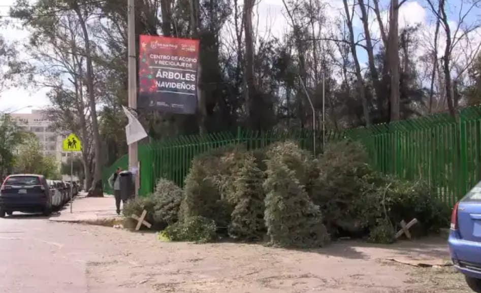 Exhorta Ayuntamiento a no abandonar árboles navideños en vía pública