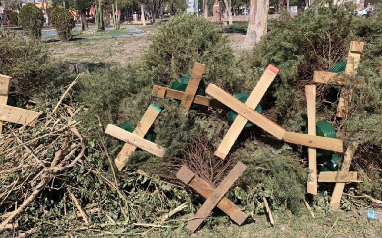 Árboles navideños darán vida tras ser desechados