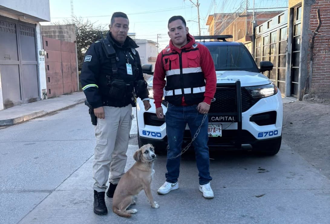 Ayuntamiento Capitalino rescata a perrito maltratado en La Hacienda