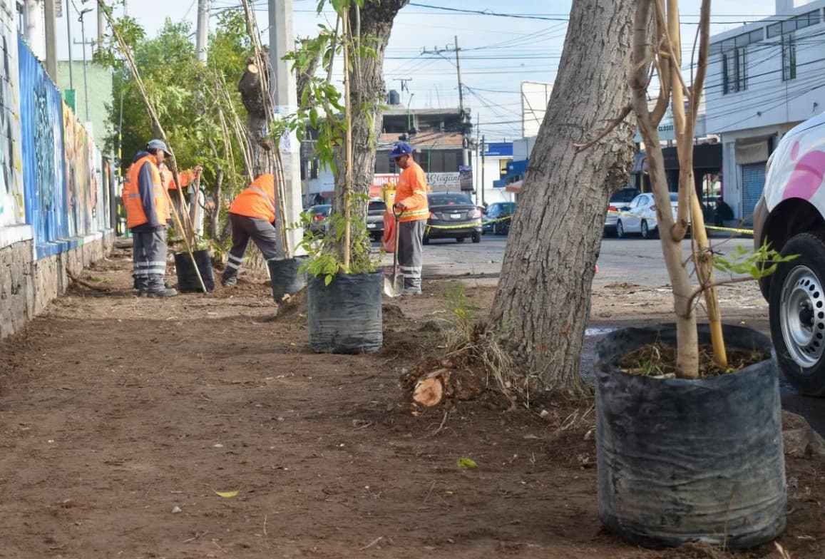 Reforestan Coronel Romero ante vegetación afectada por plaga