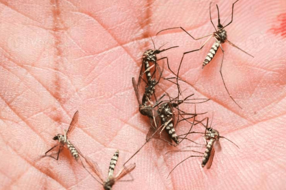 Disminuyen casos de dengue en SLP durante 2025