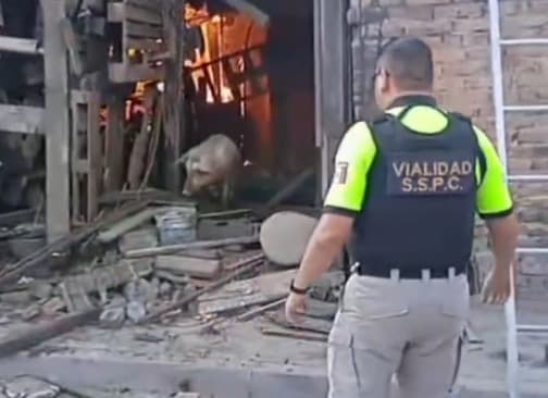 Sobrevive puerquito a incendio en vivienda de la Col. Matamoros
