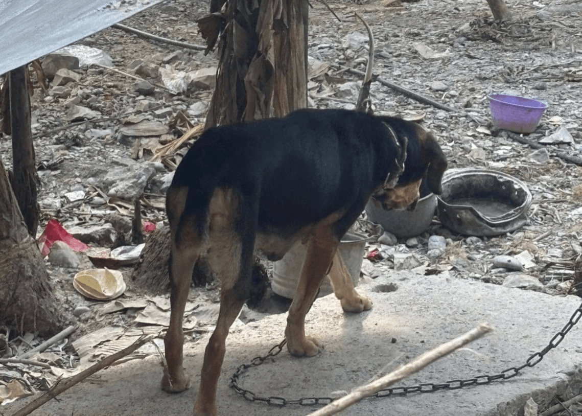 Aumentan denuncias por maltrato animal en el Estado
