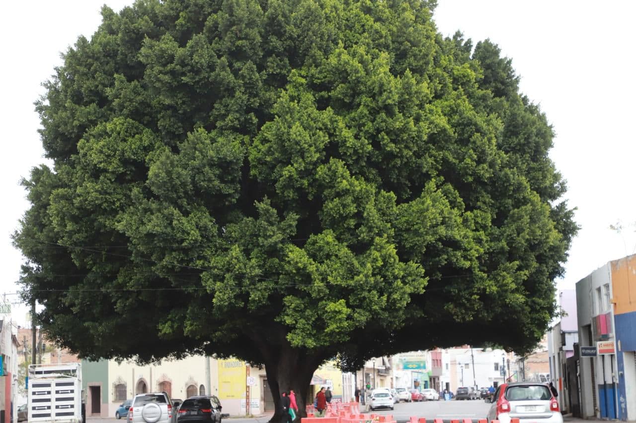 Se recupera árbol de Laurel de la India en Reforma