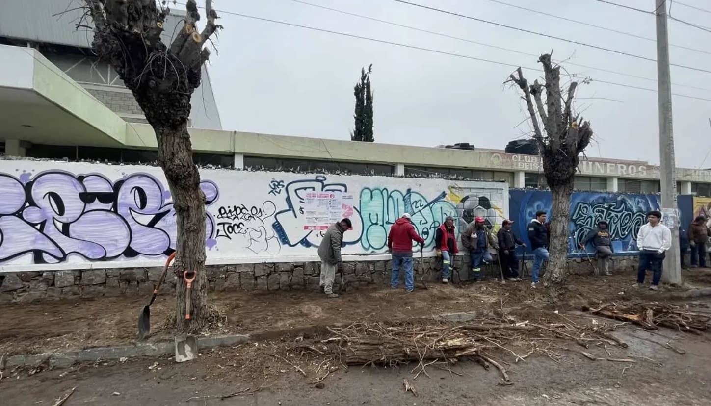 Combaten fungosis en arbolado público de la capital