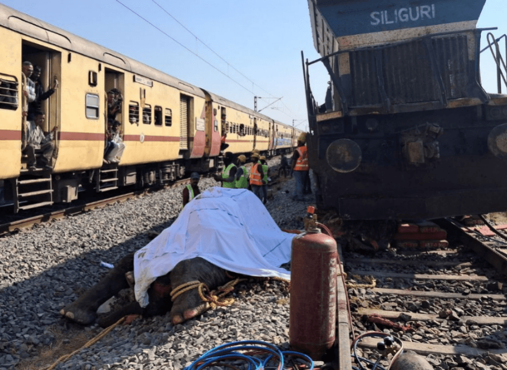 Mueren siete elefantes al ser embestidos por un tren a alta velocidad